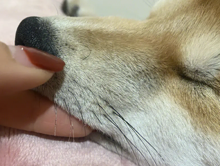 狗狗嘴下面有三根胡子