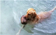 狗会游泳吗