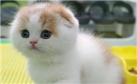 猫一挨打就尿
