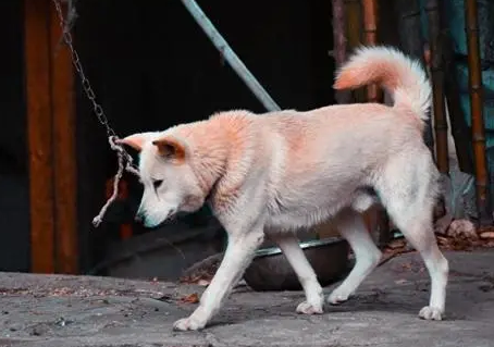 繁殖犬处境为什么这么惨