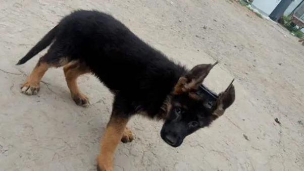 德牧一直不立耳，网友心里很着急，无意间发现一“神器”