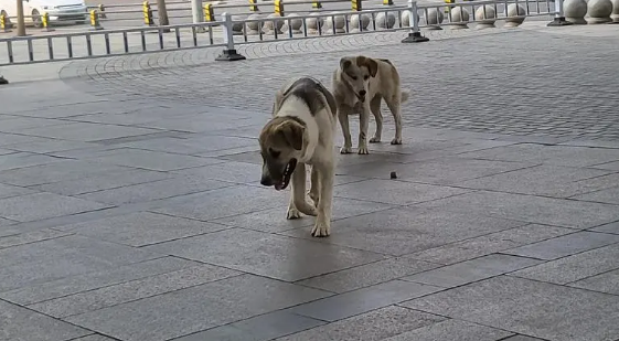 三根须的狗随地拉屎 三根须的狗随地拉屎