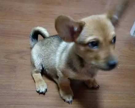 腿短的土狗有哪些品种 腿短的土狗有哪些品种