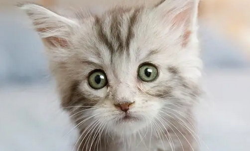 警惕!不留意猫咪的这个日常习惯,严重要开腹! 警惕!不留意猫咪的这个日常习惯,严重要开腹!