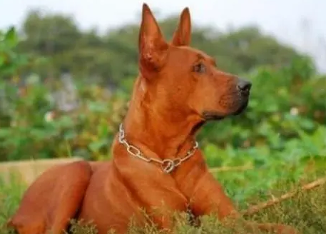 虎头版红狼犬