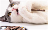 1～2月的小猫用磨牙么