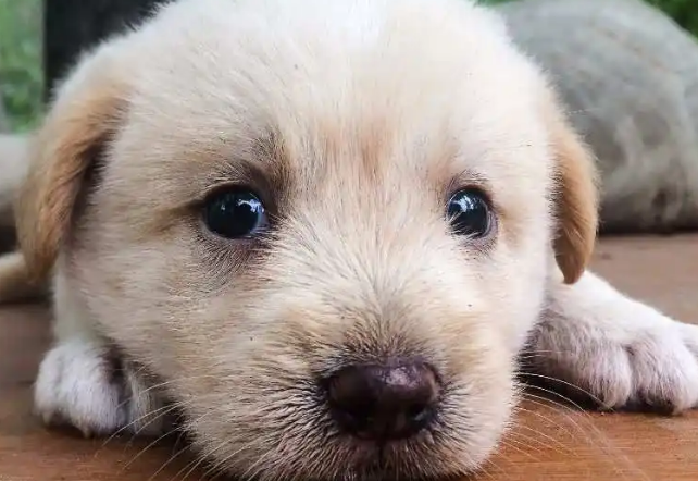 狗狗毛囊炎是怎么引起的