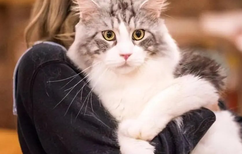 猫寿命多少年