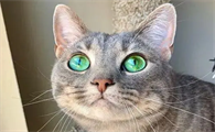 猫眼睛外圈黄内圈绿
