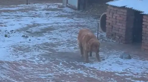 狗狗站在窝前伸出前爪,竟开始抖腿起来!这是生闷气让主人猜呢? 狗狗站在窝前伸出前爪,竟开始抖腿起来!这是生闷气让主人猜呢?