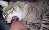 猫咬了我第二天就死了