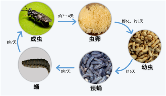 带你走进黑水虻的世界