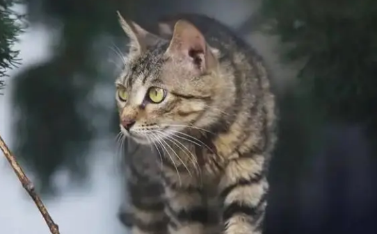 看看你的狸花猫，它可能不是狸花而是雀猫