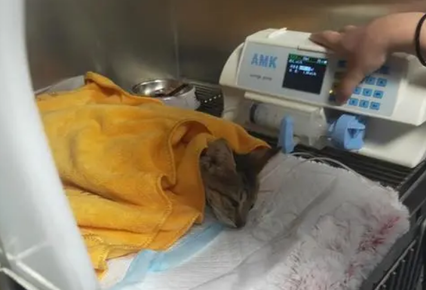 pcr五项病毒检测猫