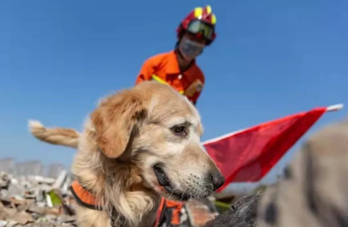 搜救犬的主人叫什么
