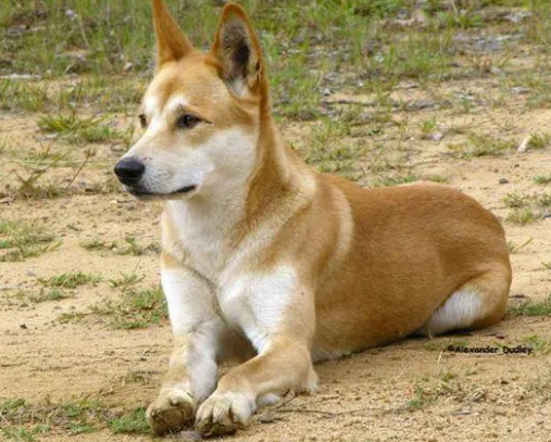 中国的国犬是什么犬 中国的国犬是什么犬