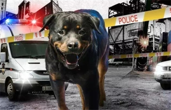 催人泪下的人与警犬的故事 催人泪下的人与警犬的故事