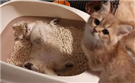 猫睡猫砂盆是快死的原因吗