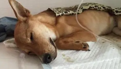 狗狗出血是怎么回事该怎么办 狗狗出血是怎么回事该怎么办