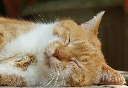 猫睡眠时间正常是多长
