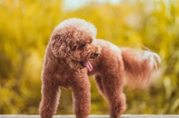 泰迪犬能活几年?12岁的泰迪算高寿吗?你绝对想不到结果竟是这样 泰迪犬能活几年?12岁的泰迪算高寿吗?你绝对想不到结果竟是这样