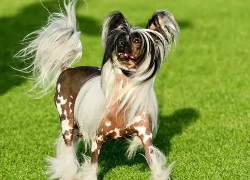 护卫犬其实是小豹子茉莉花茶梗