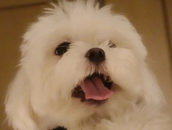 快递狗狗会不会有事 快递狗狗会不会有事