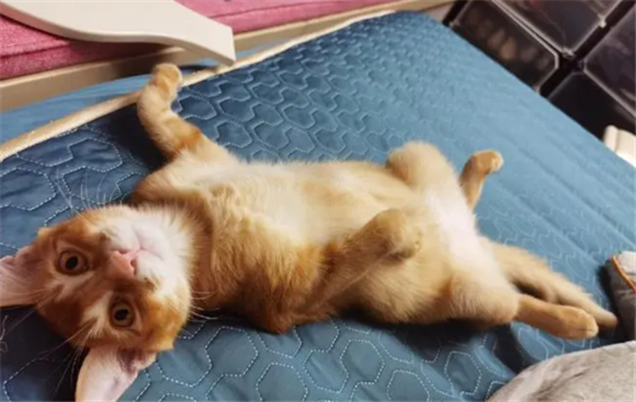 雀猫和橘猫的区别 雀猫和橘猫的区别