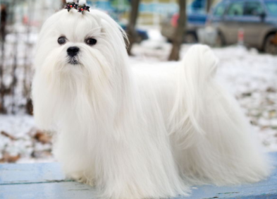 马耳他犬价格多少钱一只