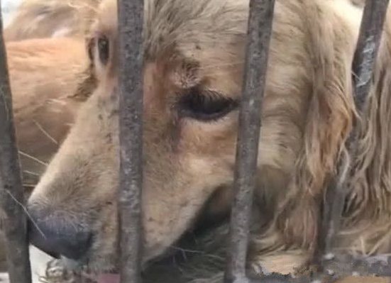 狗肉车里的狗狗们,二哈沉默,金毛流泪,阿拉斯加犬一脸绝望! 狗肉车里的狗狗们,二哈沉默,金毛流泪,阿拉斯加犬一脸绝望!