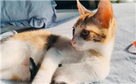 爱猫生活小组怎么上车