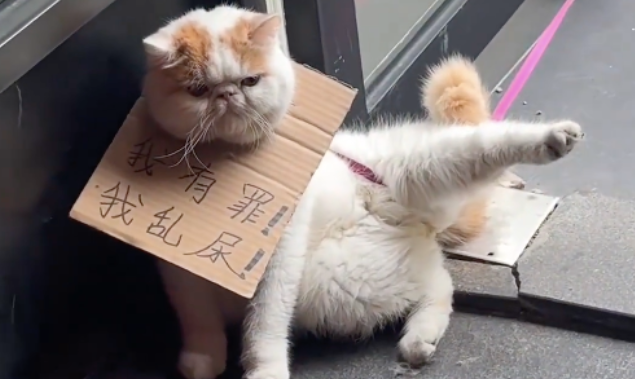 猫咪被拴在门口挂牌示众，网友找主人询问，得知原因后：罚轻了...