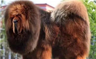 十大巨型犬品种排行