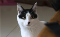 猫咬了一口出了点血怎么处理