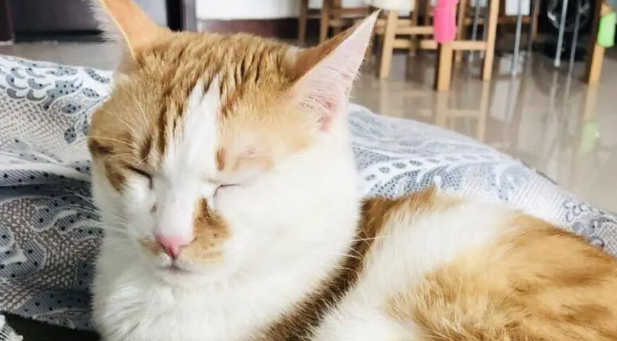 橘猫焦糖的故事：带病的流浪猫坚强的活下来！大橘余生请多指教