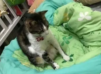 爷爷摸着猫咪的头叮嘱,猫咪嫌弃的翻白眼:到底说完没有 爷爷摸着猫咪的头叮嘱,猫咪嫌弃的翻白眼:到底说完没有