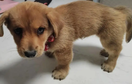啥叫星期犬的症状有哪些