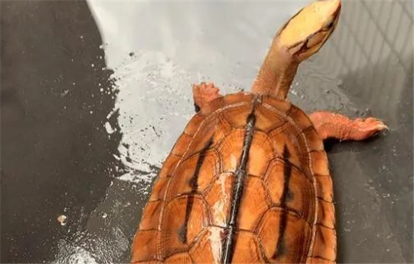 养什么乌龟能招财?揭秘!5种“镇宅又招财”乌龟,你家龟上榜了吗? 养什么乌龟能招财?揭秘!5种“镇宅又招财”乌龟,你家龟上榜了吗?