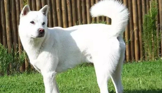 纪州犬多少钱 纪州犬多少钱