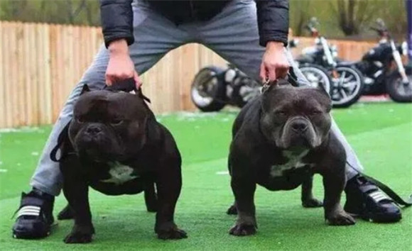 黑豹犬和比特犬哪个厉害 黑豹犬和比特犬哪个厉害