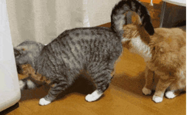 猫咪老让你闻TA屁股，是猫界“性骚扰”吗？