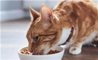 猫瘦了是什么原因
