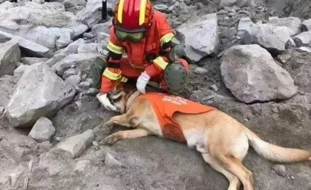 搜救犬丢失被收留的故事