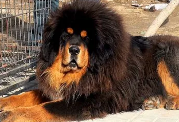 长春城市禁养犬种名单
