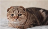 猫是靠什么认主人