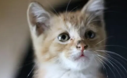 猫一般会认哪里为产房 猫一般会认哪里为产房