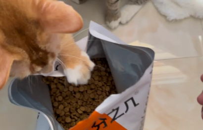 几分之几猫粮味道如何