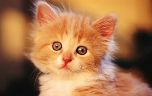 猫突然喘气像哮喘一样