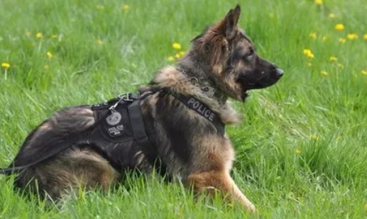 军犬警犬是什么品种 军犬警犬是什么品种