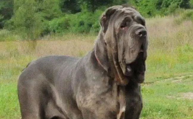纽波利顿毁了很多犬种